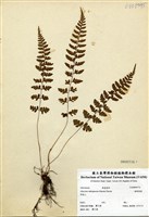 藏品(姬蹄蓋蕨)的圖片